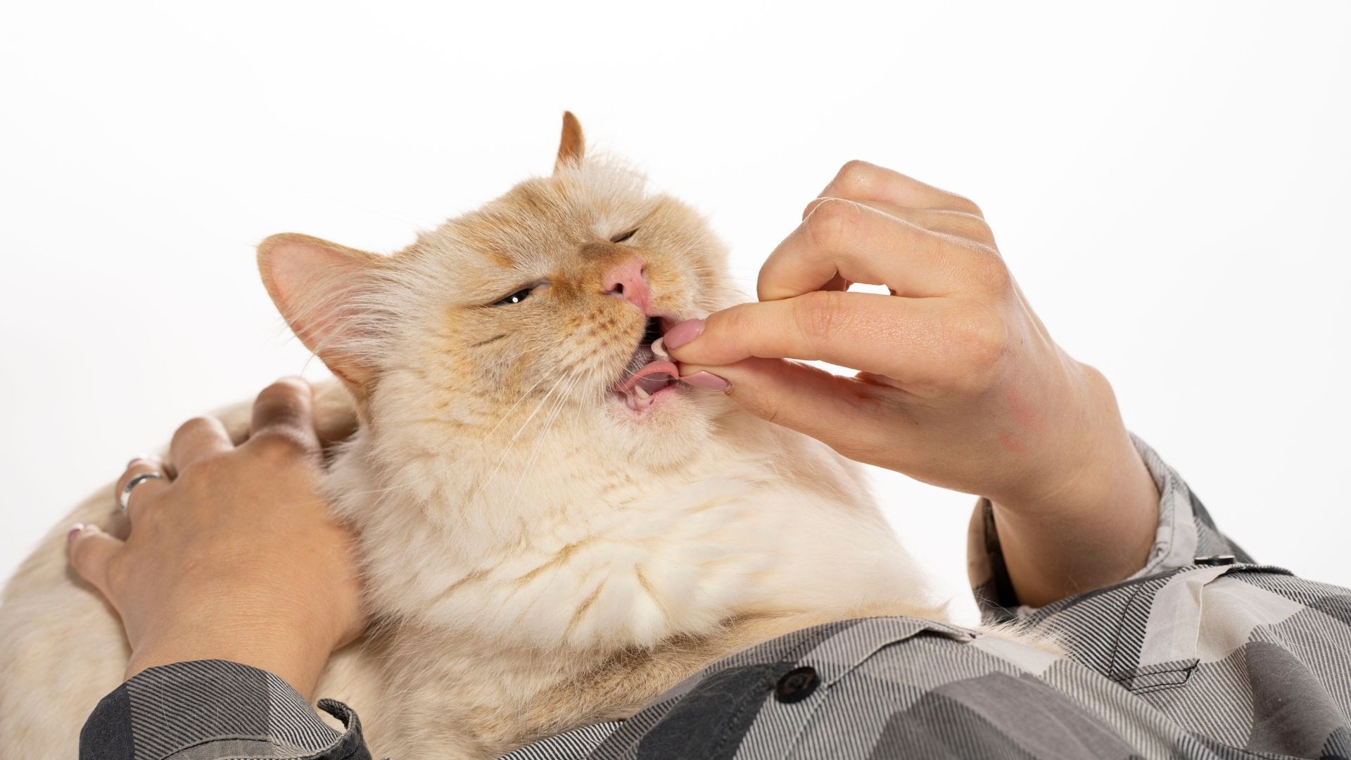 2023 Guide Top 6 Best Cat Vitamins or Supplements in Malaysia